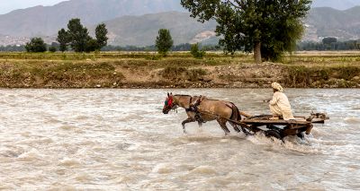 Charity helps over 36,000 animals after Pakistan flood